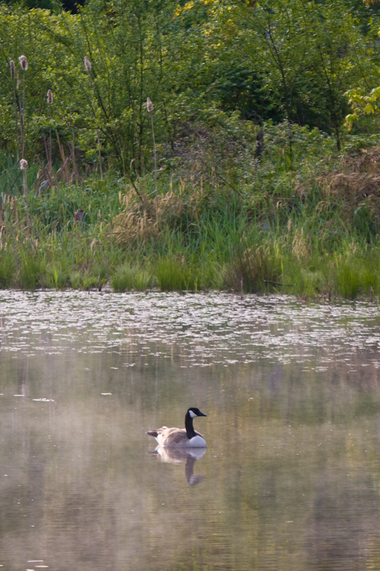 Canadian Goose Reflected In Wetland